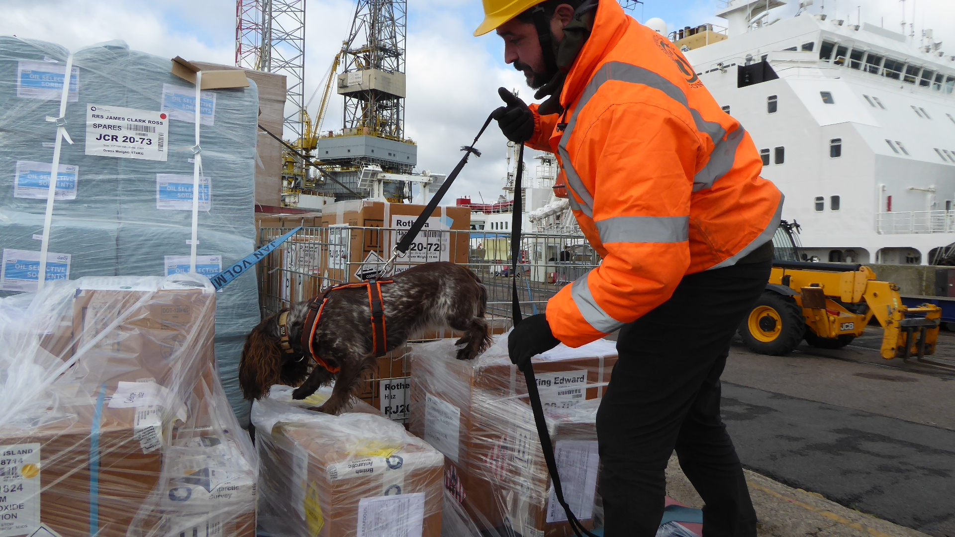 Biosecurity detection dog team searching freight beside a vessel