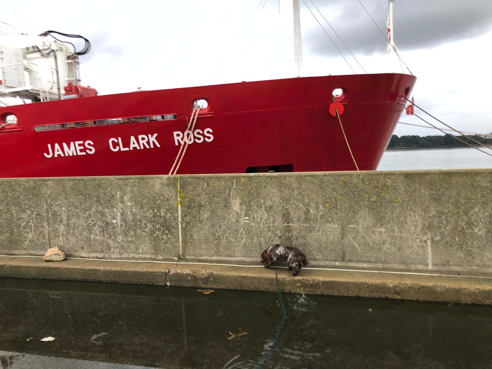 Biosecurity detection dog working along a harbour wall beside a ship