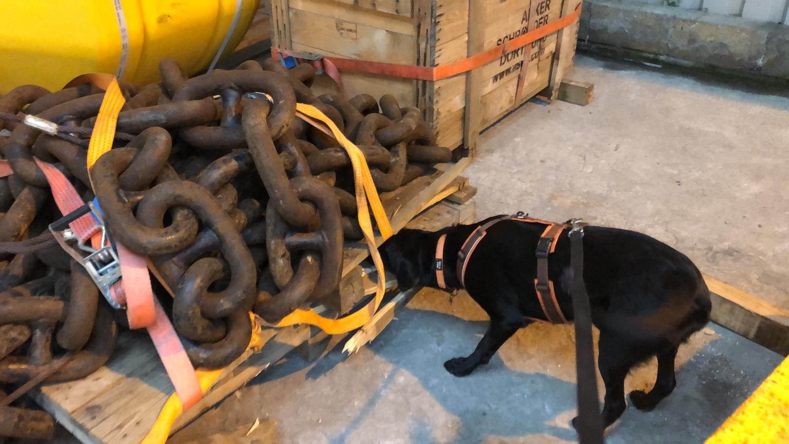 Biosecurity detection dog checking chains and cargo equipment