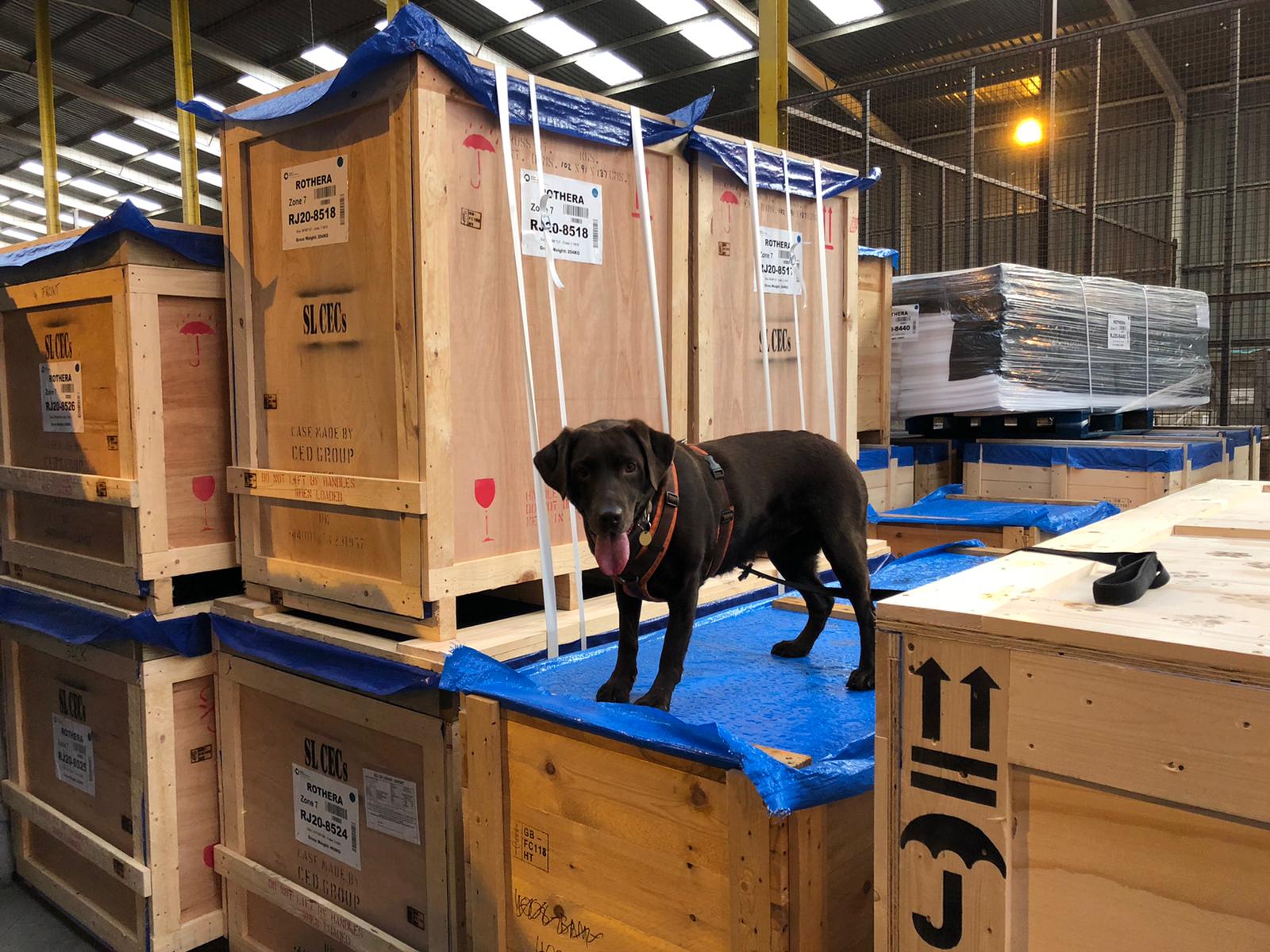 Biosecurity detection dog standing on crated cargo in storage