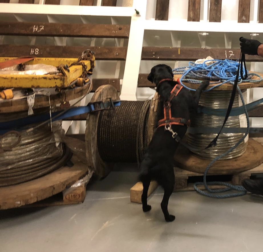 Biosecurity detection dog searching ship equipment and cable stores