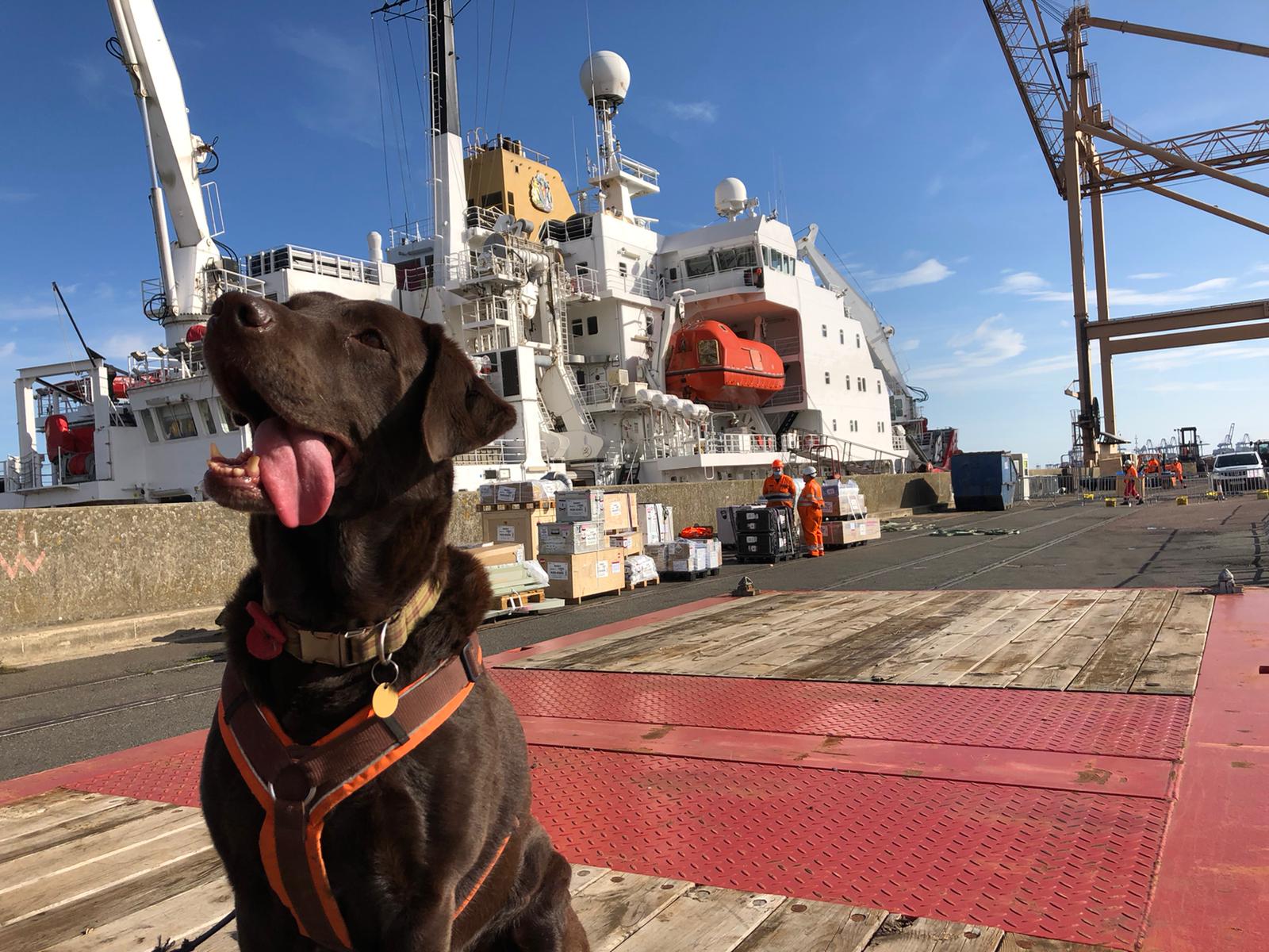 Biosecurity detection dog on a quayside with research vessel behind