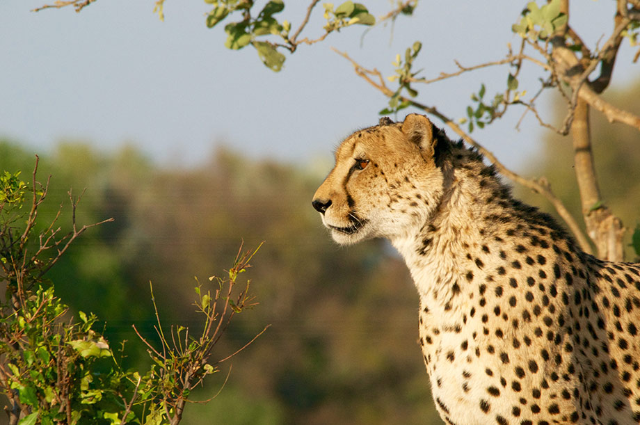 Cheetah standing in grassland
