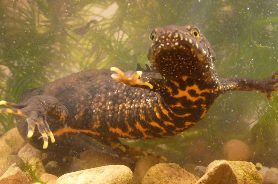 Great crested newt close up