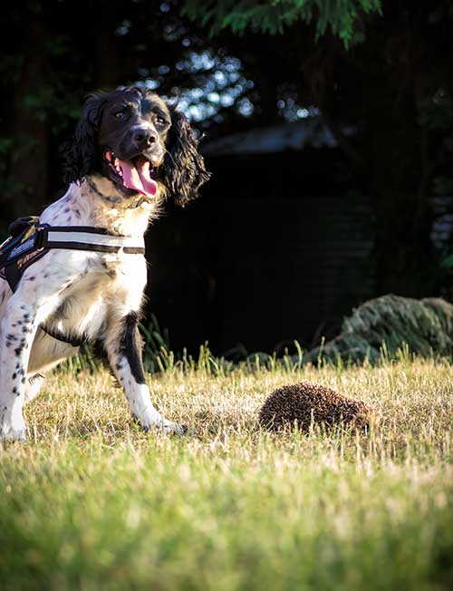 Detection dog at work in the field