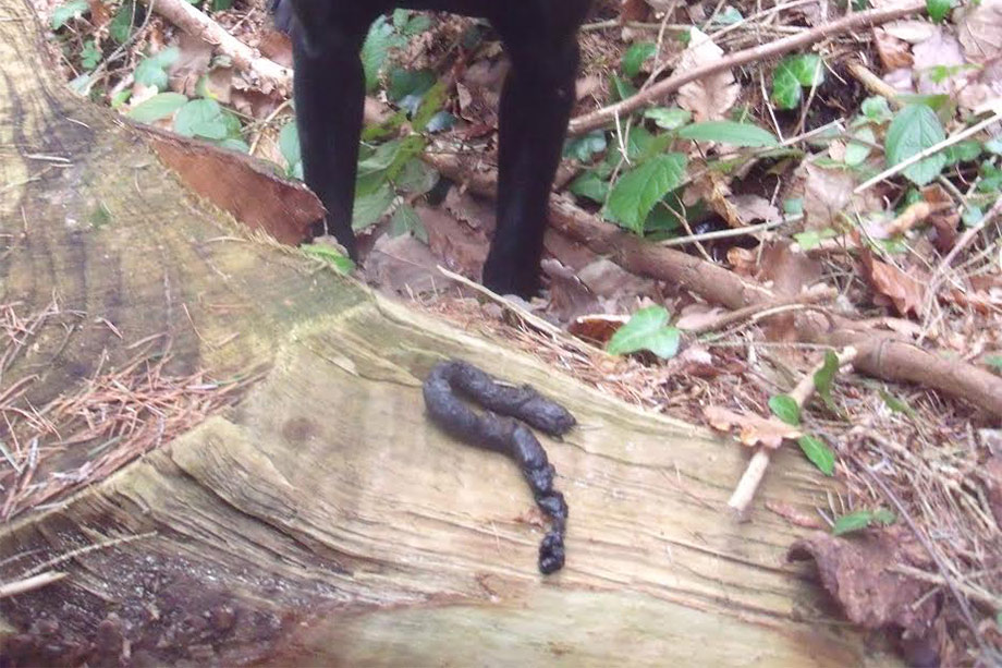 Pine marten on a tree branch