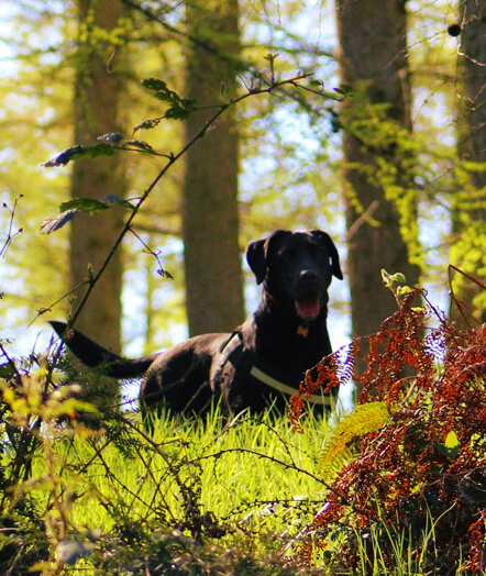 Conservation detection dog working in the field